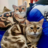 Bengal Cat Plush Toy Pillow LEO MrsCopyCat