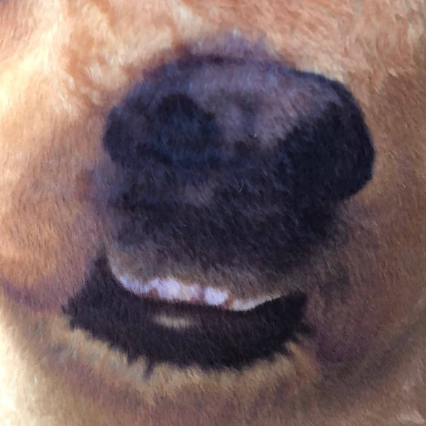 Chihuahua Plush Toy Pillow NUGGET MrsCopyCat